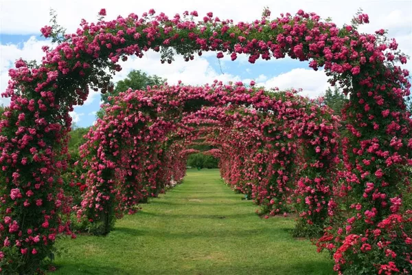 Arches